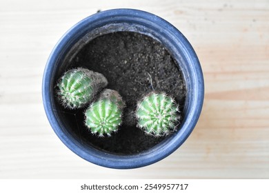 three small cacti in black pot - Powered by Shutterstock