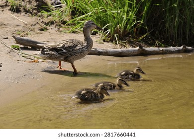Three small ducklings enter the river with mother-duck escort.