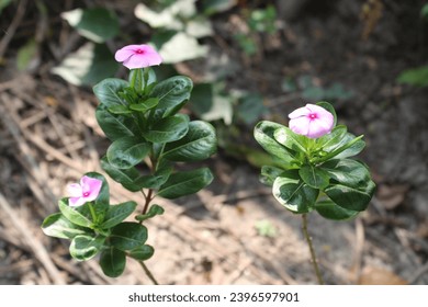 Three  small flowres  are  standing on the ground.