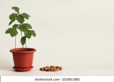 Three Small Oak Tree In A Flower Pot And Acorns On A Light Background