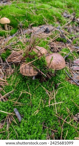 Three small porcini mushrooms poke their heads through the thick, bright, green moss. A pine branch with yellow needles lies on the mushroom caps