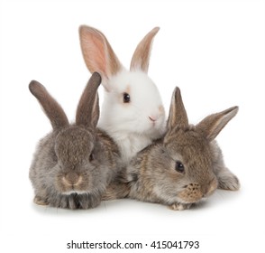 6,583 3 white rabbits Images, Stock Photos & Vectors | Shutterstock