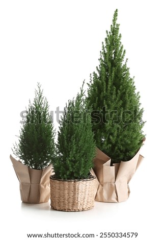 Three small spruce trees isolated on white
