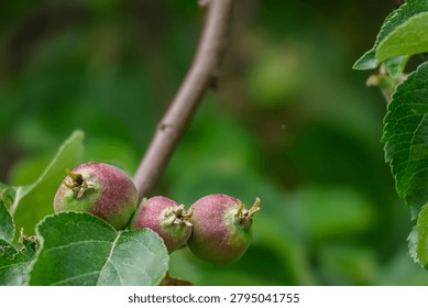 Three small, unripe apples are developing on a tree branch surrounded by vibrant green foliage, hinting at future harvest and growth