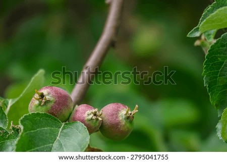 Three small, unripe apples are developing on a tree branch surrounded by vibrant green foliage, hinting at future harvest and growth