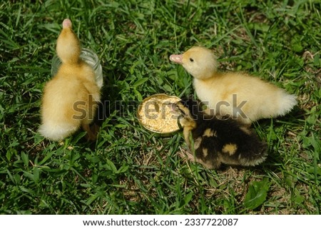 Three small yellow ducklings eating on the lawn. Selective focus.