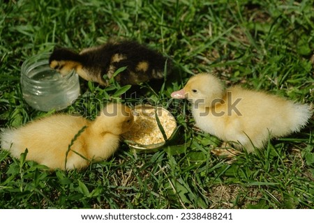 Three small yellow ducklings eating on the lawn. Selective focus.