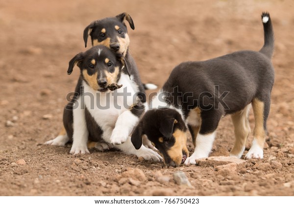 Three Smooth Collie Puppies Playing Outside Stock Photo Edit Now