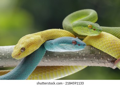 Three Snakes From The Viper Family, Viperidae Family, High Venomous Snake