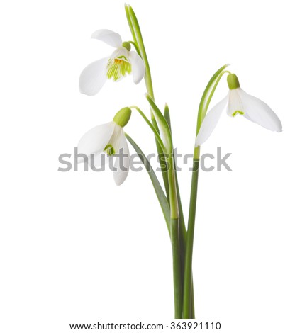 Three  snowdrop flowers isolated on white background