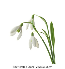 Three snowdrop  (galanthus)  flowers isolated on white background - Powered by Shutterstock