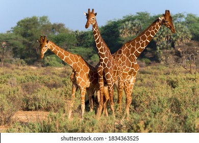 Three Somali Or Reticulated Giraffes (Giraffa Reticulata Camelopardalis), Samburu National Reserve, Kenya