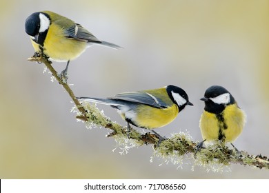 Three Songbirds. Garden Birds Great Tits, Parus Major, Black And Yellow Songbirds Sitting On The Nice Lichen Tree Branch.