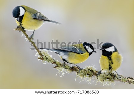 Nice tits birds Nice tits birds