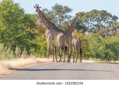 Three South African Giraffes In A Road In The Mpumalanga Province Of South Africa