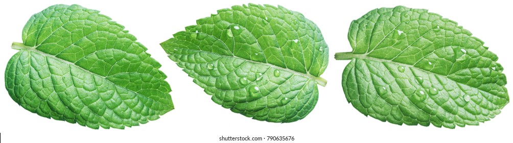 Three Spearmint Leaves Or Mint Leaves With Water Drops On White Background.