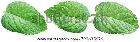 Three spearmint leaves or mint leaves with water drops on white background.