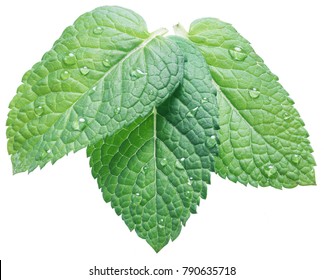 Three spearmint or mint leaves with water drops on white background. Top view. - Shutterstock ID 790635718