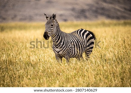 Three species of the genus Equus native to Africa are known as zebras: Equus quagga, the common zebra with five subspecies; Equus zebra, the mountain zebra with two subspecies; and Equus grevyi, Grevy's zebra, whose most distinctive characteristic is its coloration based on white stripes on a black background.