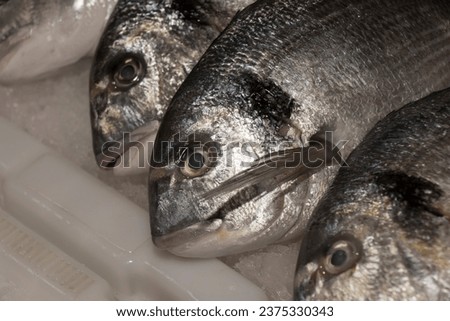 Three specimens of gilthead bream (Sparus aurata) on display in a fishmonger's shop.