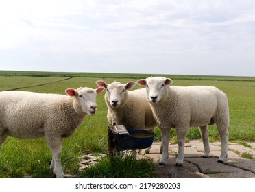 three speeps at a dike are curious