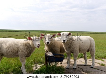 three speeps at a dike are curious