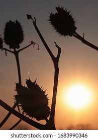 Three spiky half opened seed pod silhouettes of Jimsonweed plant, latin name Datura Stramonium, in evening setting sun. Jimsonweed is known as hallucinogen and deliriant. 