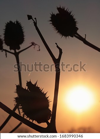 Three spiky half opened seed pod silhouettes of Jimsonweed plant, latin name Datura Stramonium, in evening setting sun. Jimsonweed is known as hallucinogen and deliriant. 
