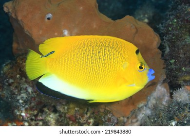 A Three Spot Angelfish, Apolemichthys Trimaculatus, With A Blue Streak Cleaner Wrasse, Tulamben, Bali, Indonesia. Bali Sea, Indian Ocean