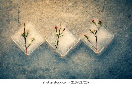 Three square ice cubes with small stems and blossoms enclosed.