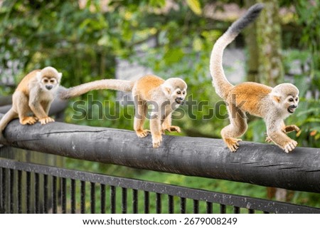 Three Squirrel Monkeys (Saimiri sciureus) walking on a wooden railing at a wildlife park (Parque Los Ocarros) in Villavicencio, Meta, Colombia.