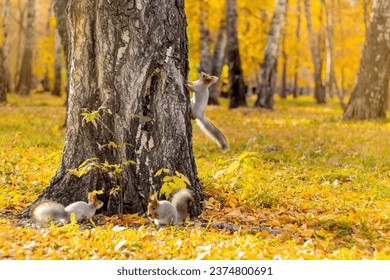 three squirrels running through a tree in an autumn park