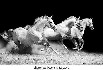 three stallions on black galloping in dust