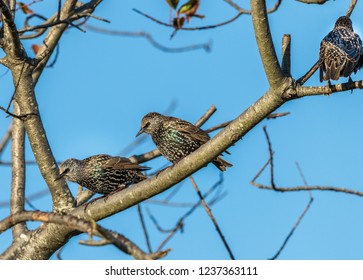 The Three Starlings