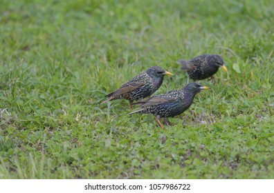 Three Starlings In The Meadow In Spring