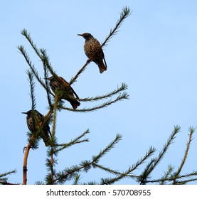 Three Starlings On The Larch