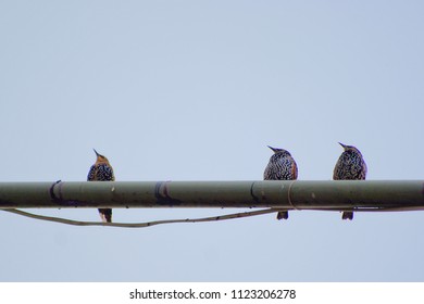 Three Starlings On The Pole