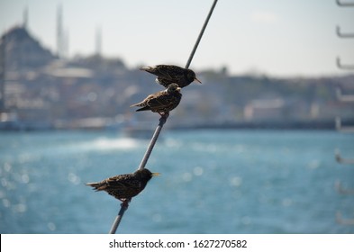 Three Starlings On The Wire