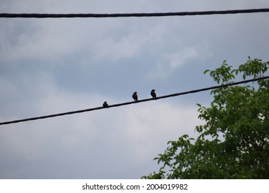 Three Starlings On A Wire