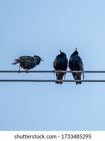 Three Starlings Sing On Wire