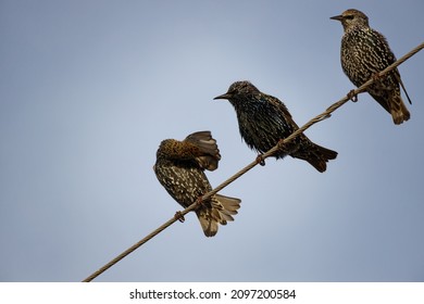 Three Starlings Sitting On A Power Line