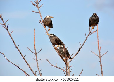 Three Starlings(grackles)