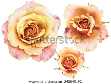 three step of rose
