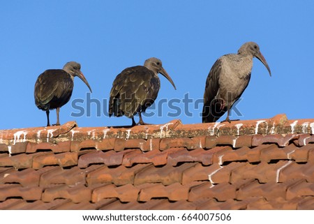 Three Stooges