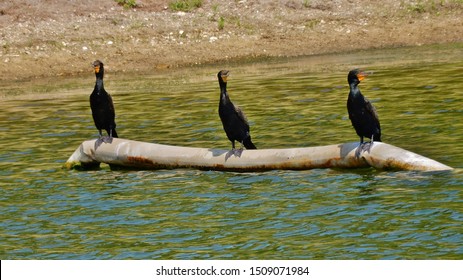 Three Stooges (Cormorant birds) sitting on a water pipe