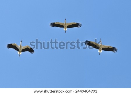 Three storks (Ciconia ciconia) floating in the blue sky. Storks passing through Istanbul during spring migration. Bird, animal idea concept. No people, nobody. Horizontal photo. Nature. Ornithology. 