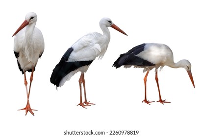 three storks isolated on white background