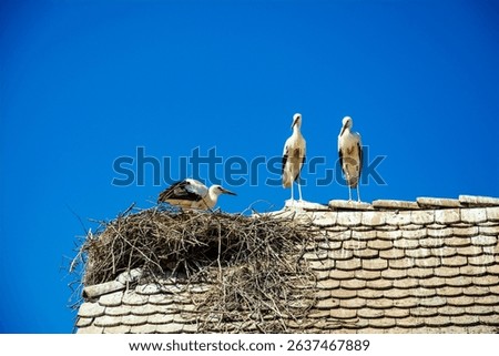 Three storks with one on a nest on a house roof in Croatia under a blue sky