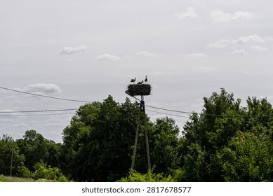 Three storks resting in a large nest built on an electric pole in the countryside of poland