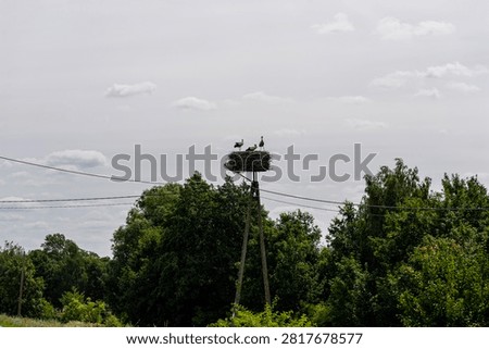Three storks resting in a large nest built on an electric pole in the countryside of poland